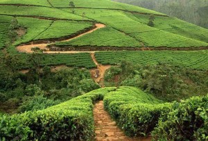 Tea Plantations SriLanka