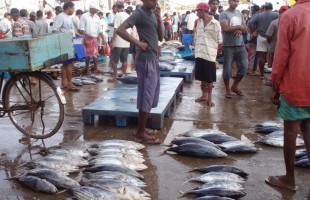 Atuthgama Fish maket town in sri lanka